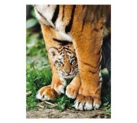Clementoni Puzzle 500 - Bengal Tiger Cub (275476)