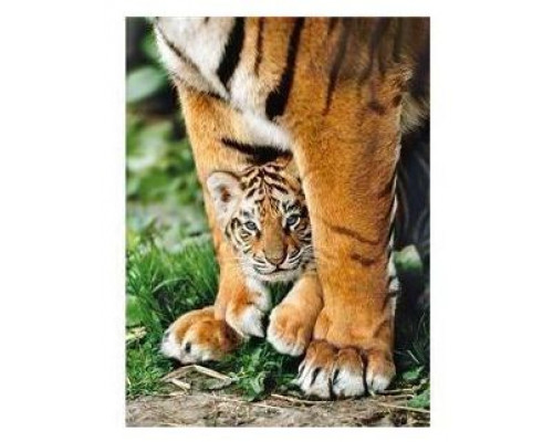 Clementoni Puzzle 500 - Bengal Tiger Cub (275476)