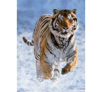 Ravensburger 500 Tygrys w Śniegu - PR-144754