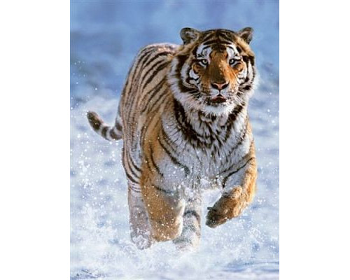 Ravensburger 500 Tygrys w Śniegu - PR-144754